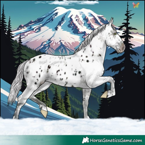 Horse Color:White Spotted Midnight Silver Classic Champagne Ice Sabino Appaloosa Rabicano 
