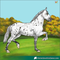 Horse Color:White Spotted Midnight Silver Classic Champagne Ice Sabino Appaloosa Rabicano 