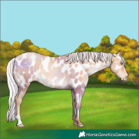Horse Color:Silver Sable Champagne Pearl Appaloosa 