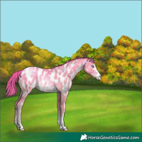 Horse Color:Chocolate Sable Cream Champagne Pearl Appaloosa