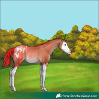 Horse Color:Chocolate Brown Pearl Splash Blanket Rabicano