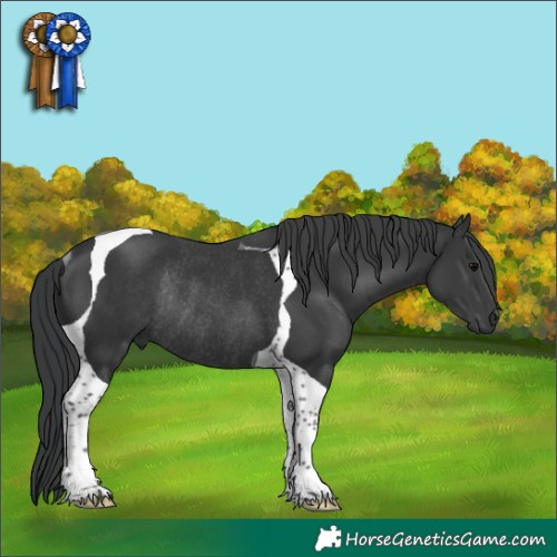 Horse Color:Black Tobiano Rabicano 