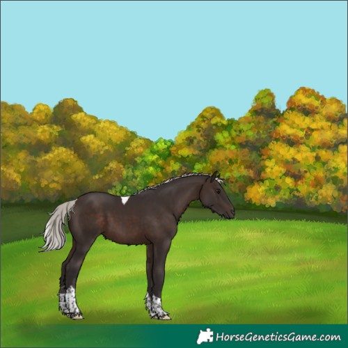 Horse Color:Silver Brown Tobiano 