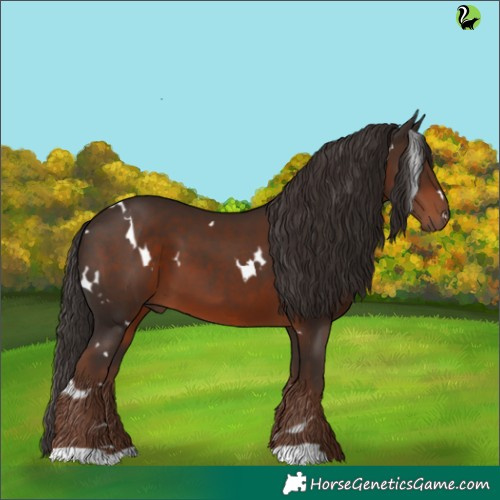 Horse Color:White Spotted Liver Chestnut 