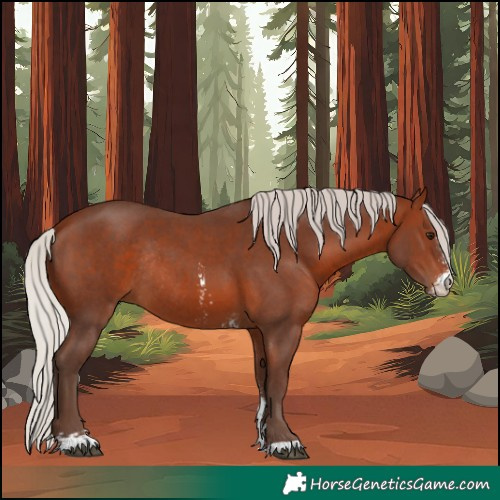 Horse Color:Silver Brown Sabino Rabicano 