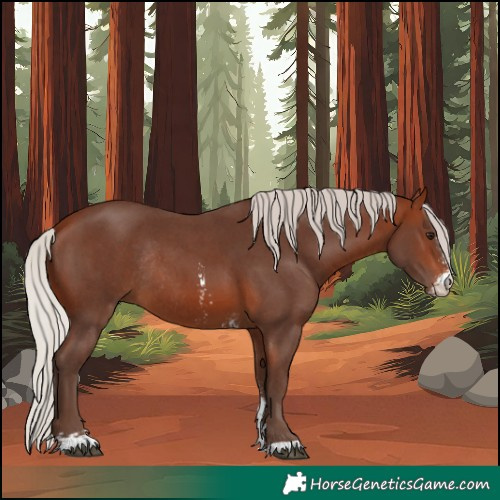 Horse Color:Silver Brown Sabino Rabicano 