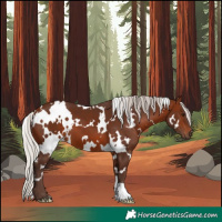 Horse Color:White Spotted Silver Brown