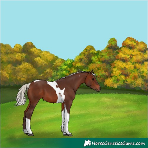 Horse Color:Silver Brown Tobiano 
