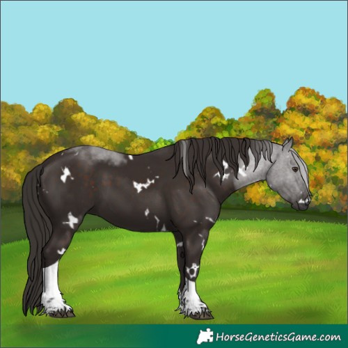 Horse Color:White Spotted Liver Chestnut Tobiano 