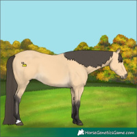 Horse Color:Buckskin