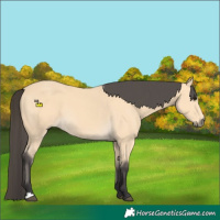 Horse Color:Buckskin 