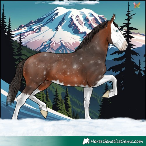 Horse Color:Bay Splash 