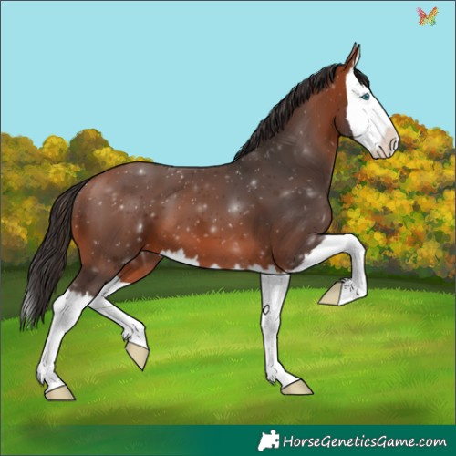 Horse Color:Bay Splash