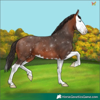 Horse Color:Bay Splash 