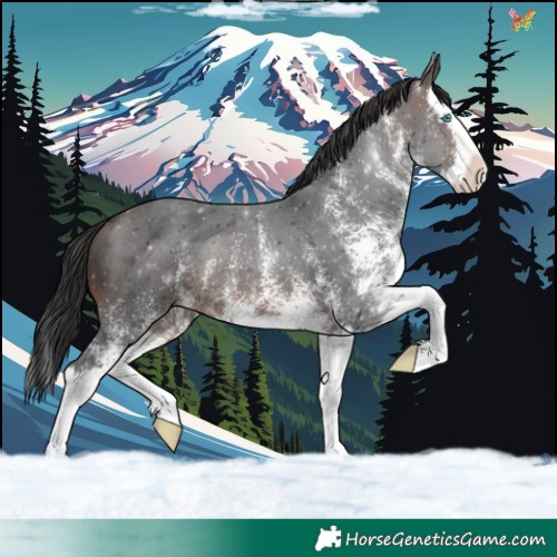 Horse Color:White Spotted Brown Splash 