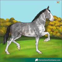 Horse Color:White Spotted Brown Splash 