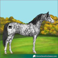 Horse Color:Black  and White Spotted Black 
