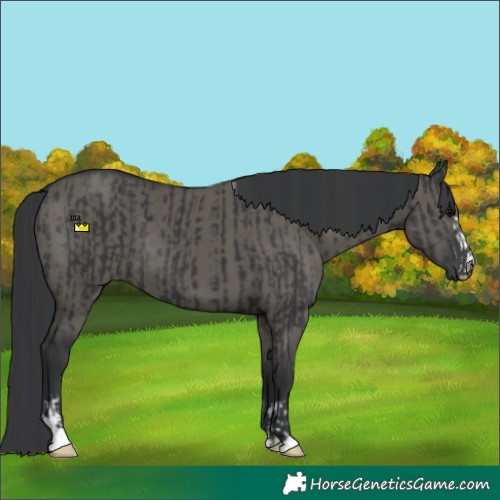 Horse Color:Black and Grullo
