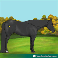 Horse Color:Black and Black