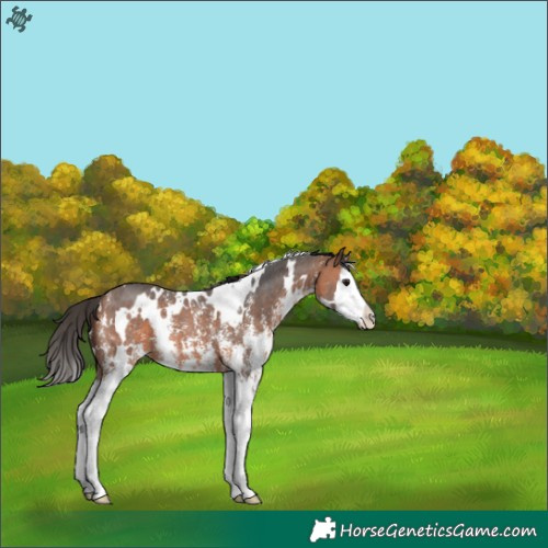 Horse Color:White Spotted Bay Sabino Splash