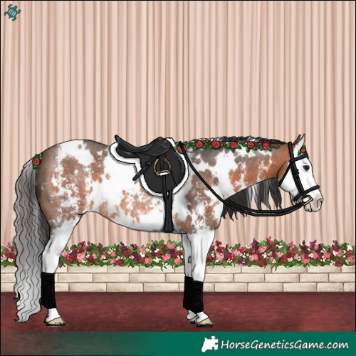 Horse Color:White Spotted Bay Sabino Splash Rabicano