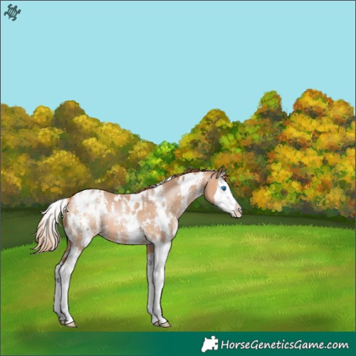 Horse Color:White Spotted Bay Pearl Sabino Splash Appaloosa