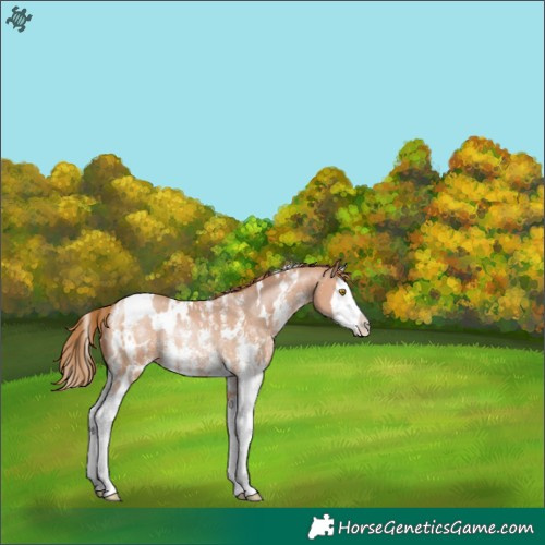 Horse Color:White Spotted Bay Pearl Sabino Splash Rabicano 