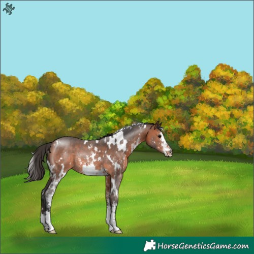 Horse Color:White Spotted Bay Sabino Rabicano 