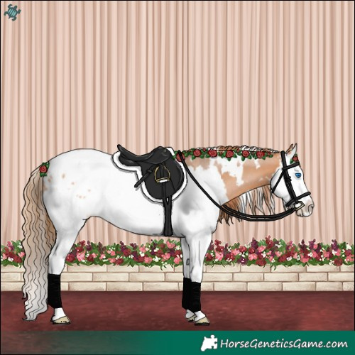 Horse Color:White Spotted Brown Pearl Sabino Splash Appaloosa Rabicano