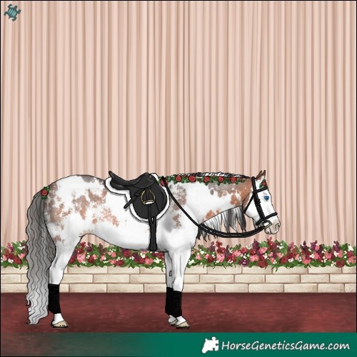 Horse Color:White Spotted Bay Sabino Splash Appaloosa Rabicano