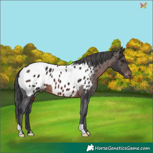 Horse Color:Brown Mushroom Appaloosa 