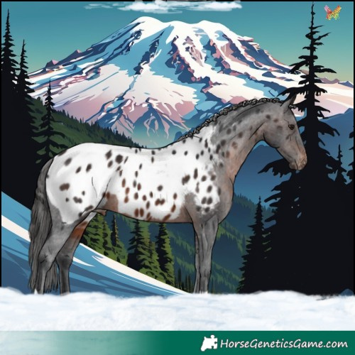 Horse Color:Brown Mushroom Appaloosa 
