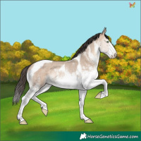 Horse Color:White Spotted Sable Champagne Dun Tobiano Rabicano