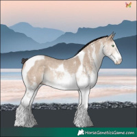 Horse Color:White Spotted Sable Champagne Dun Tobiano Rabicano 