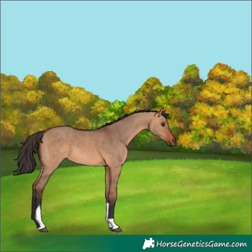 Horse Color:Bay Dun Tobiano 