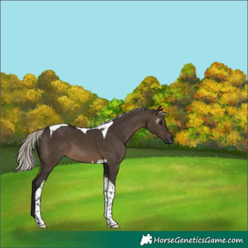 Horse Color:Gray Silver Brown Dun Tobiano 