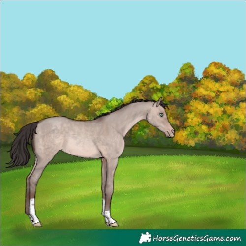 Horse Color:Sable Champagne Dun Mushroom Tobiano 