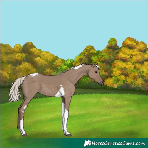 Horse Color:Silver Grullo Tobiano 