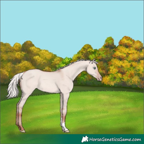 Horse Color:Silver Amber Champagne Dun Mushroom Tobiano 