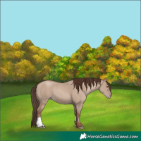 Horse Color:Classic Champagne Dun 