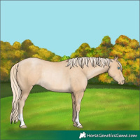 Horse Color:Palomino Pearl Rabicano 