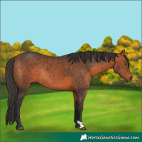 Horse Color:Bay Rabicano 