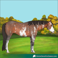 Horse Color:Bay Sabino Rabicano