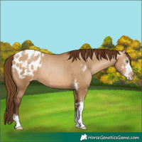 Horse Color:Gray Bay Pearl Dun Sabino Appaloosa Rabicano 