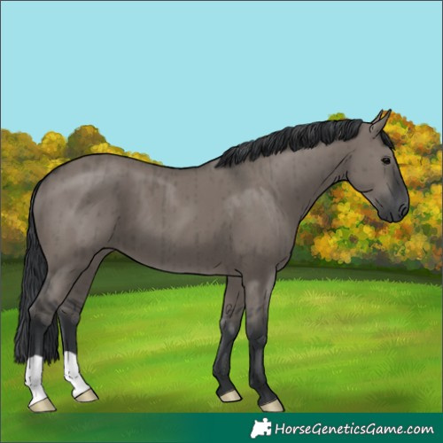 Horse Color:Grullo Brindle