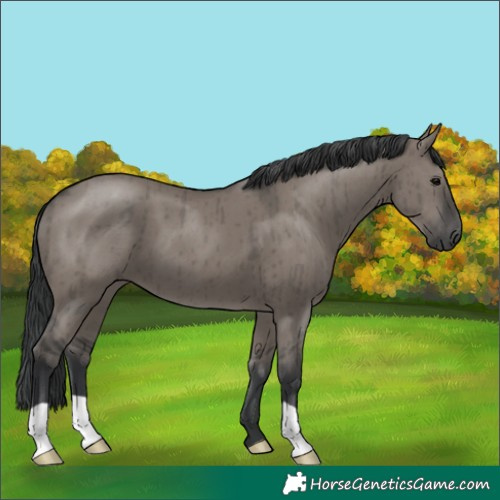 Horse Color:Grullo Brindle 