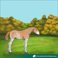 Horse Color:White Spotted Chestnut