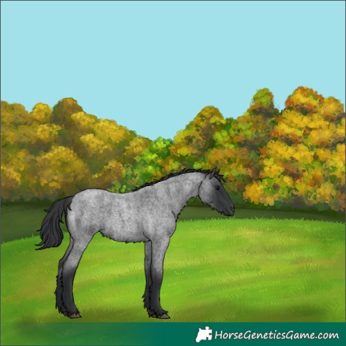 Horse Color:Blue Roan
