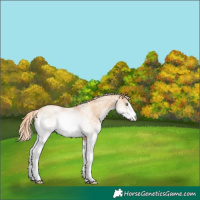 Horse Color:White Spotted Gold Champagne 
