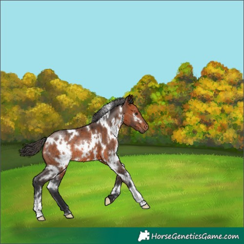 Horse Color:White Spotted Bay 